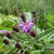 Vernonia crinita 'JS Betty Blindeman'