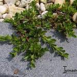 Salix serpyllifolia - Tijmbladwilg