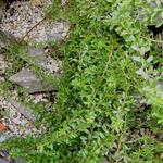Salix lindleyana - Wilg