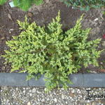 Juniperus squamata 'Dream Joy' - Jeneverbes