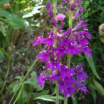 Lobelia x speciosa 'Hadspen Purple'