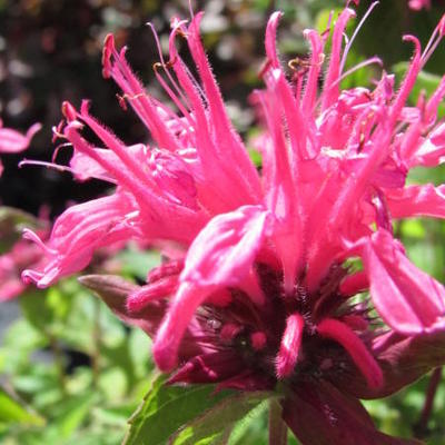 Bergamotplant - Monarda didyma 'Pink Lace'