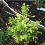 Juniperus communis 'Gold Cone' - Jeneverbes