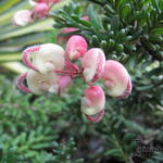 Grevillea rosmarinifolia 'Jenkinsii' - Grevillea