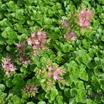 Sedum spurium - Kaukasische muurpeper, roze vetkruid