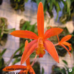 Cattleya colnagoi - Orchidee