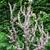 Pelargonium alternans