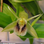 Coelogyne fimbriata  - Orchidee