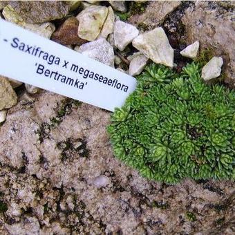 Saxifraga x megaseaeflora 'Bertramka'
