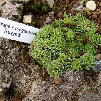 Saxifraga x megaseaeflora 'Ruzyne'