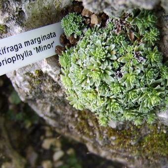 Saxifraga marginata var. coriophylla 'Minor'