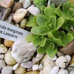 Primula marginata ‘Beatrice Lascaris’ - Sleutelbloem