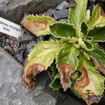 Haberlea rhodopensis 'Alba' - Haberlea 
