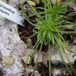 Edraianthus canescens - Grasklokje, rotsklokje