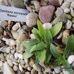 Gentiana asclepiadea 'Rosea' - Gentiaan, zijdeplantgentiaan, wilggentiaan