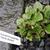 Calceolaria polyrhiza 'Perito Moreno'