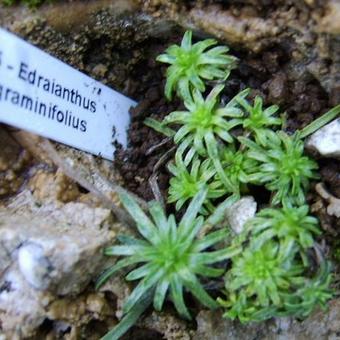 Edraianthus graminifolius