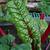 Beta vulgaris subsp. cicla 'Rhubarb Chard'