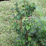 Cornus sanguinea 'Compressa' - Rode kornoelje, dwergkornoelje