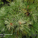 Pinus parviflora 'Tani-mano-uki'  - Japanse pijnboom