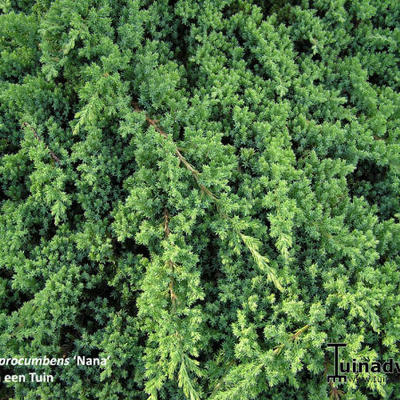 Jeneverbes - Juniperus procumbens 'Nana'