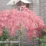 Acer palmatum 'Ornatum' - Japanse esdoorn