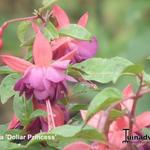 Fuchsia 'Dollar Princess' - Bellenplant