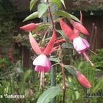 Fuchsia 'Saturnus' - Bellenplant
