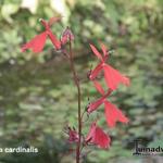 Lobelia cardinalis - Waterlobelia - Lobelia cardinalis