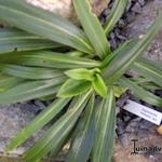 Gentiana siphonantha - Gentiaan