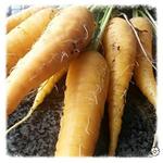 Daucus carota 'Lobbericher Gele' - Gele wortel