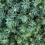 Pinus mugo 'Kissen' - Bergden