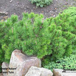 Pinus mugo subsp. uncinata 'Adam' - Bergden