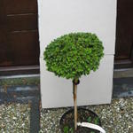Picea orientalis 'Professor Langner' - Kaukasische dwergspar