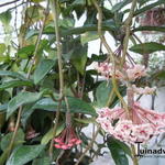 Hoya carnosa - Grote wasbloem