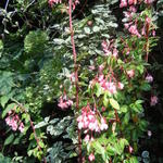 Begonia fuchsioides - Fuchsia Begonia, struikbegonia