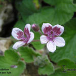 Erodium trifolium - Reigersbek
