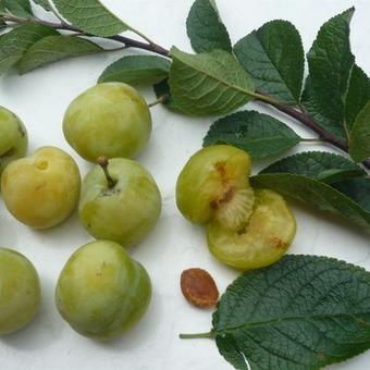Prunus domestica 'Reine Claude d'Oullins'