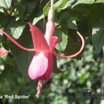 Fuchsia 'Red Spider' - Bellenplant