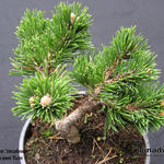 Pinus mugo 'Jacobsen' - Bergden