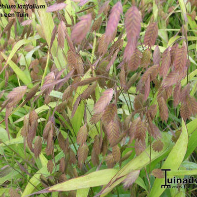 Plat arengras - Chasmanthium latifolium 