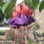 Fuchsia 'Army Nurse' - Bellenplant