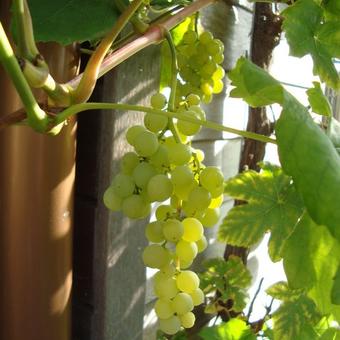 Vitis vinifera 'Himrod'