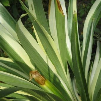 Iris tectorum 'Cruella'