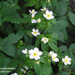 Ranunculus aconitifolius - Witte boterbloem