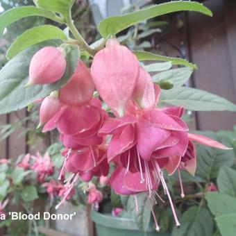 Fuchsia 'Blood Donor'