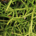 Hatiora salicornioides - Koraalcactus