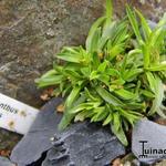 Dianthus nitidus - Anjer