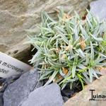 Dianthus microlepis ssp. rivendell - Anjer