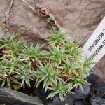 Dianthus webbianus  - Prikanjer